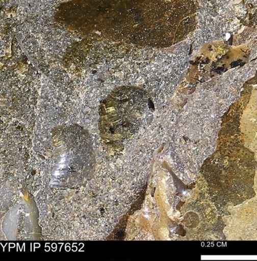 undet. Bivalvia