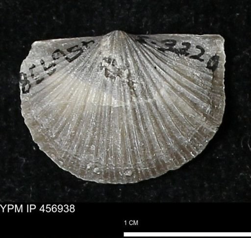 Stropheodonta sp.