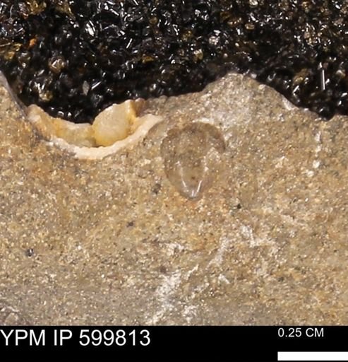 Protocardia subquadrata