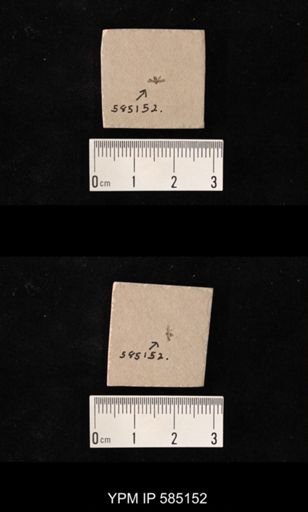 undet. Hemiptera