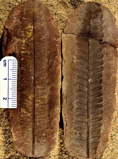 Pecopteris sp.
