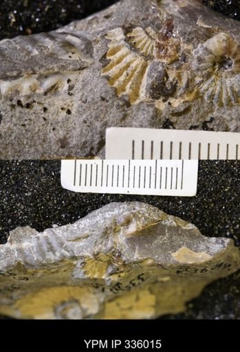 undet. Ammonoidea