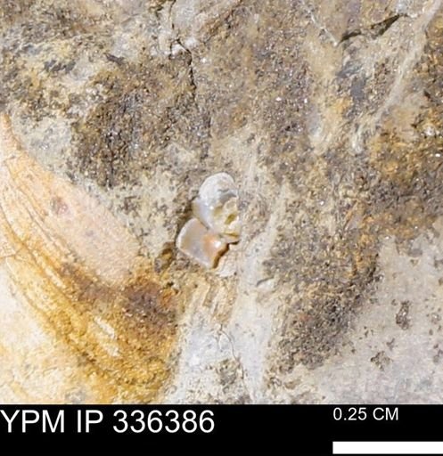 undet. Mollusca