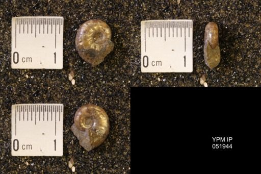 Hoploscaphites comprimus