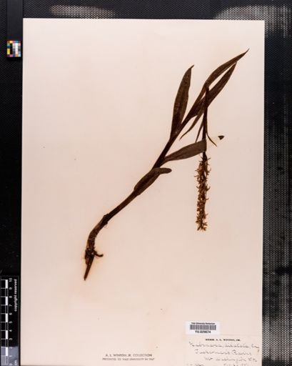 Habenaria
