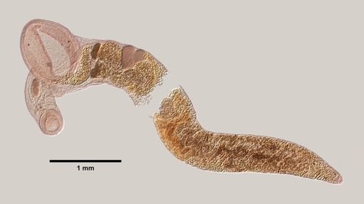 Gorgoderina aurora