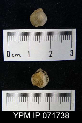 Merista tennesseensis