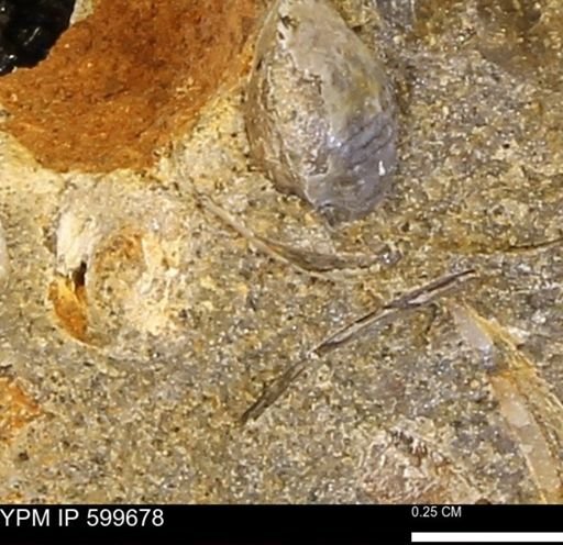 undet. Bivalvia