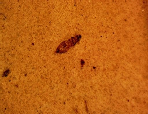 undet. Thysanoptera