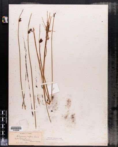 Scirpus