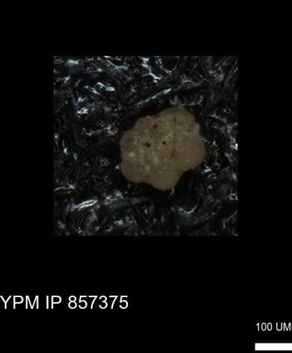 undet. Foraminiferida