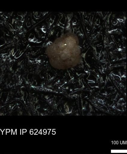 undet. Foraminiferida