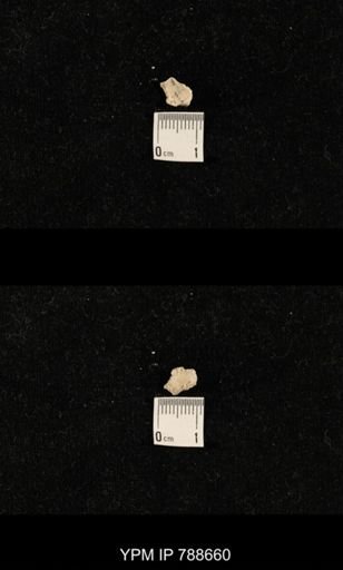 taxon undetermined