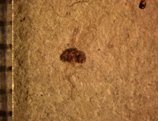 undet. Diptera