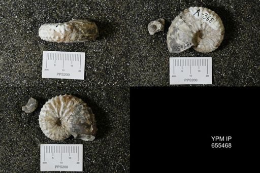 Discoscaphites sp.