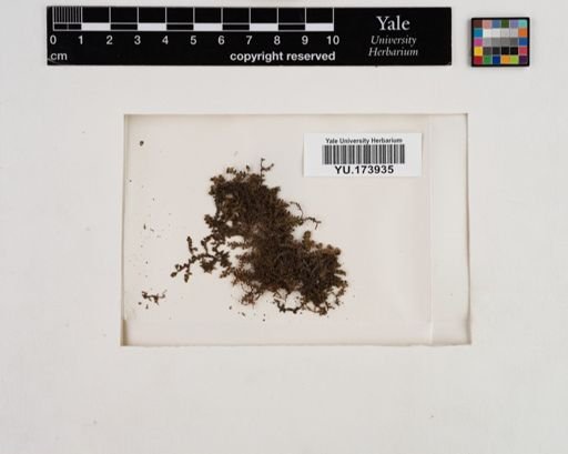 Plantae