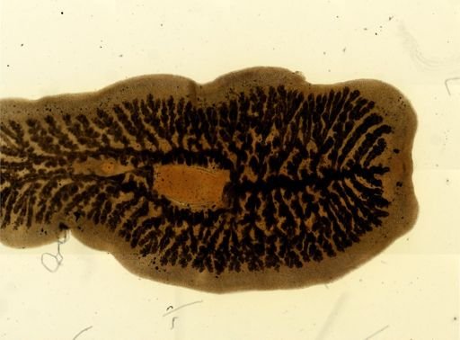 Procotyla fluviatilis