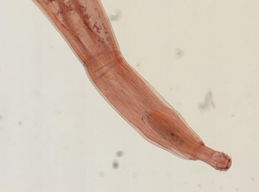 Oligacanthorhynchus microcephalus