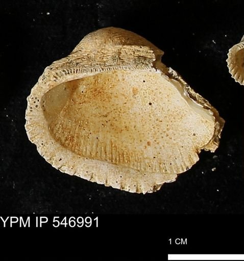 Scapharca transversa