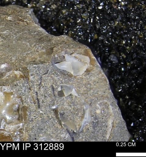 undet. Bivalvia