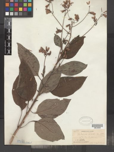 Prenanthes alba