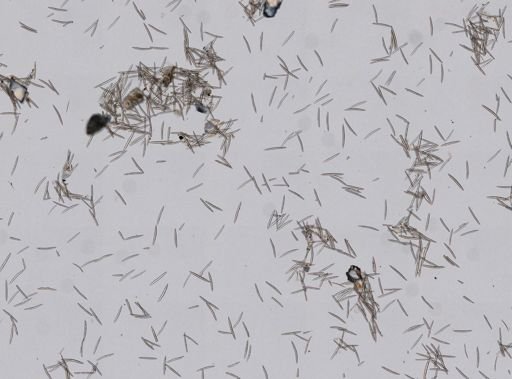 Haliclona oculata