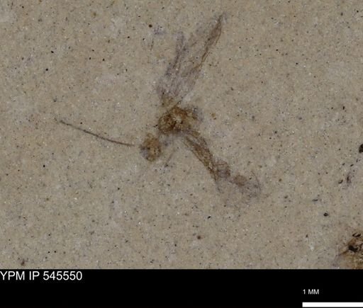 Diptera?