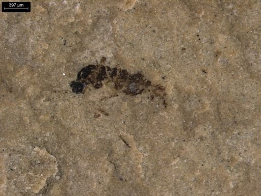 taxon undetermined
