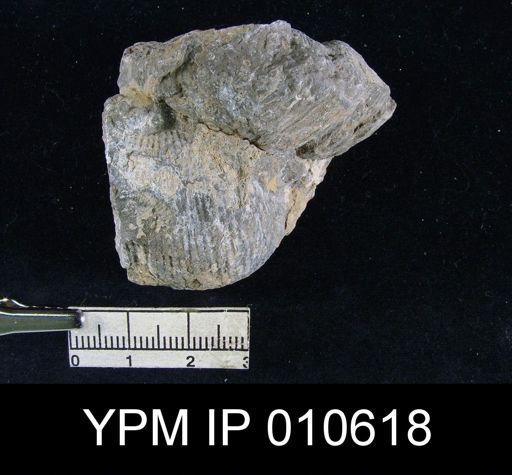 Productus ivesi