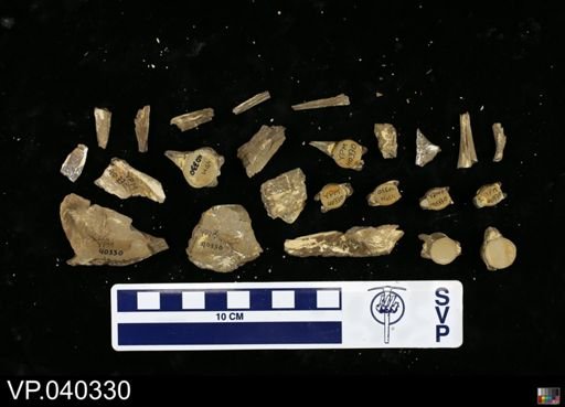 Clidastes sp.