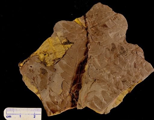 Cladophlebis sp.