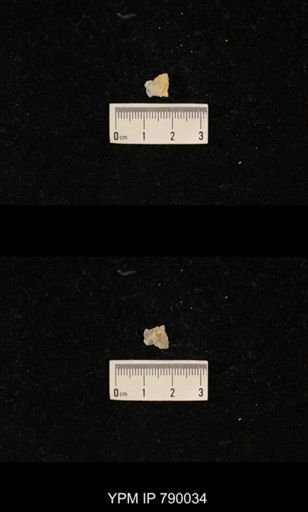 undet. Brachiopoda; brachiopod fragments with other silicified residue