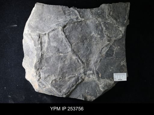 desiccation cracks