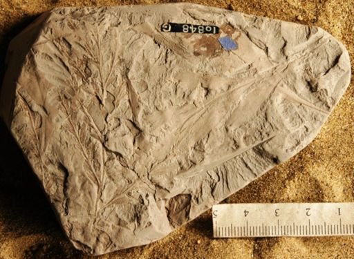 Thinnfeldia lesquereuxiana