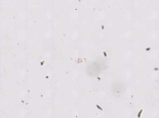 Halammohydra schulzei