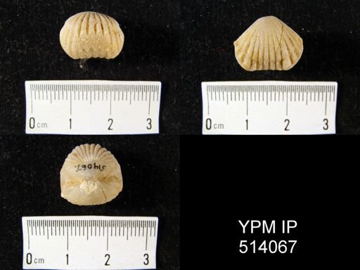 Uncinulus jabiensis
