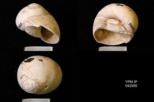 Neverita duplicata