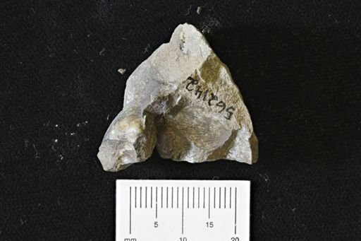 Oxytoma (Hypoxytoma)