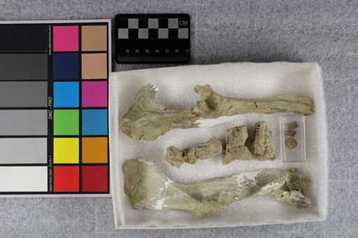 Protoceras celer