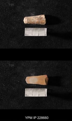 Orthoceras