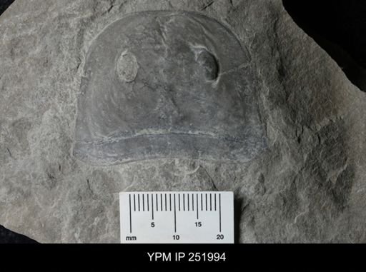 Eurypterus sp.