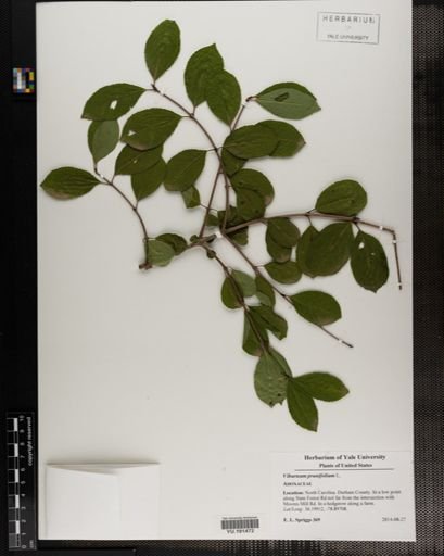 Plantae
