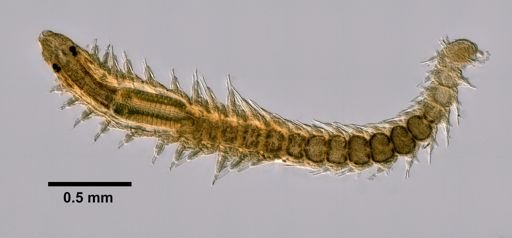 Exogone dispar