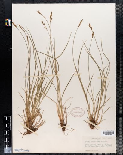 Carex bromoides