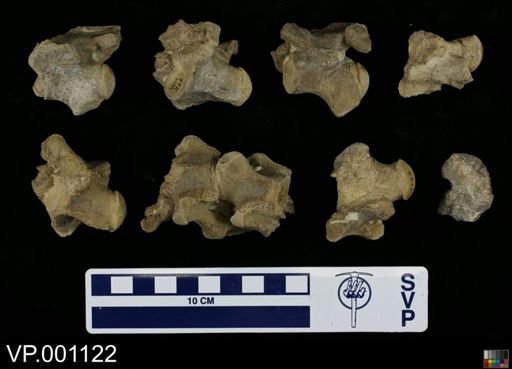 Clidastes sp.