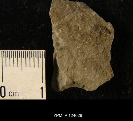 Phacops rana