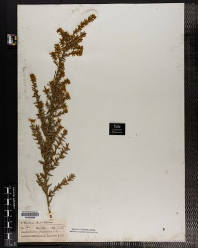 Plantae