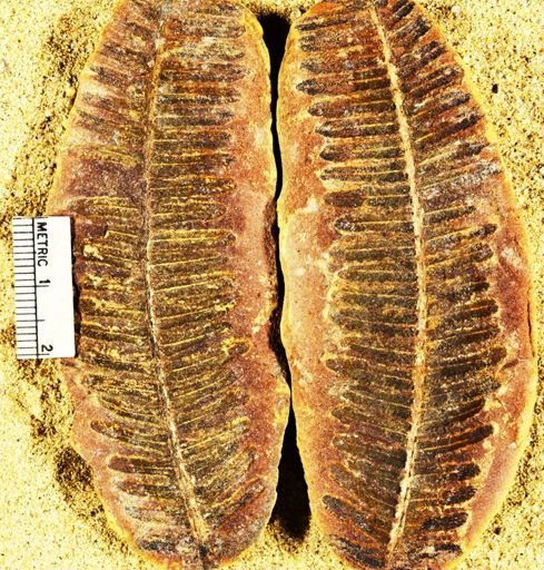 Pecopteris