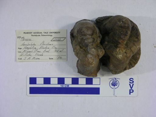 Amebelodon floridanus