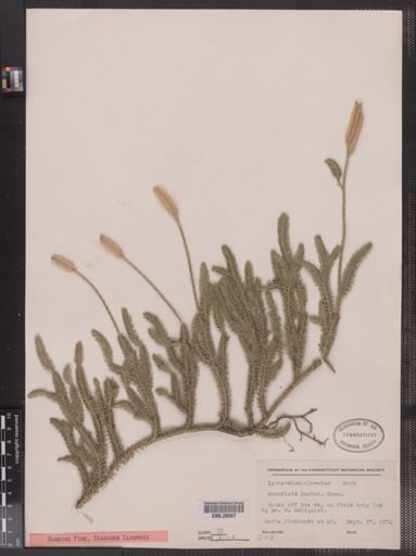 Lycopodium clavatum